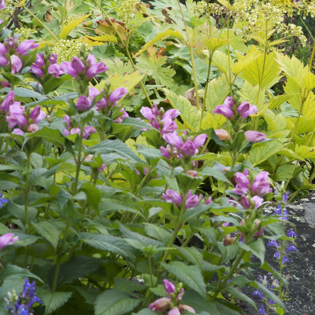 Chelone lyonii Hot Lips -  Galane