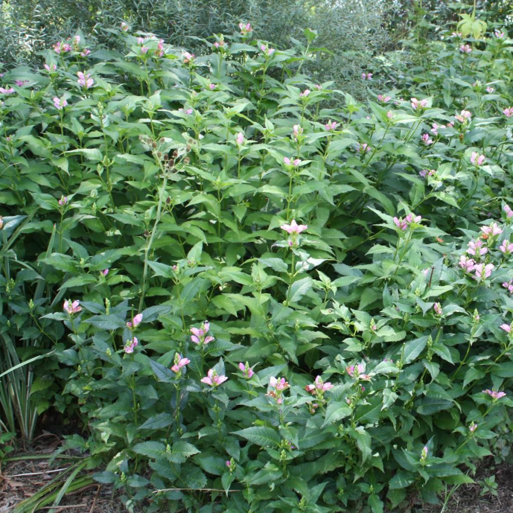 Chelone obliqua - Galane oblique