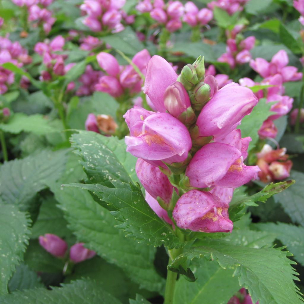 Chelone obliqua - Galane oblique