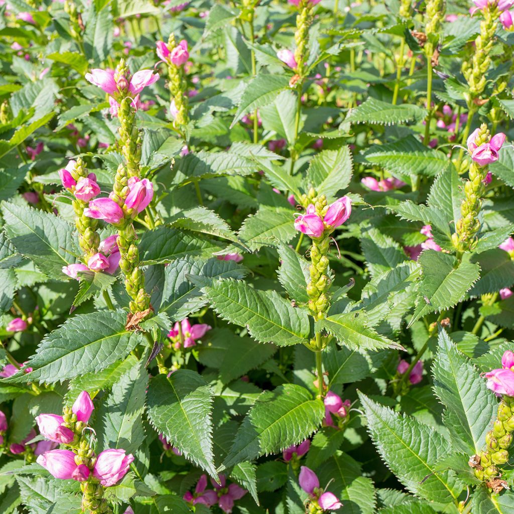 Chelone obliqua - Testa di tartaruga