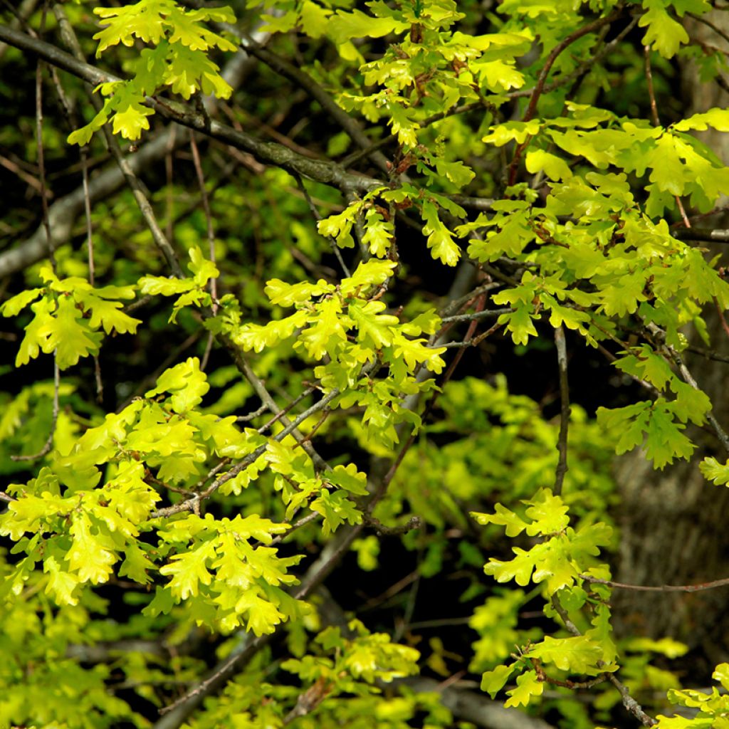 Quercus petraea - Quercia rovere