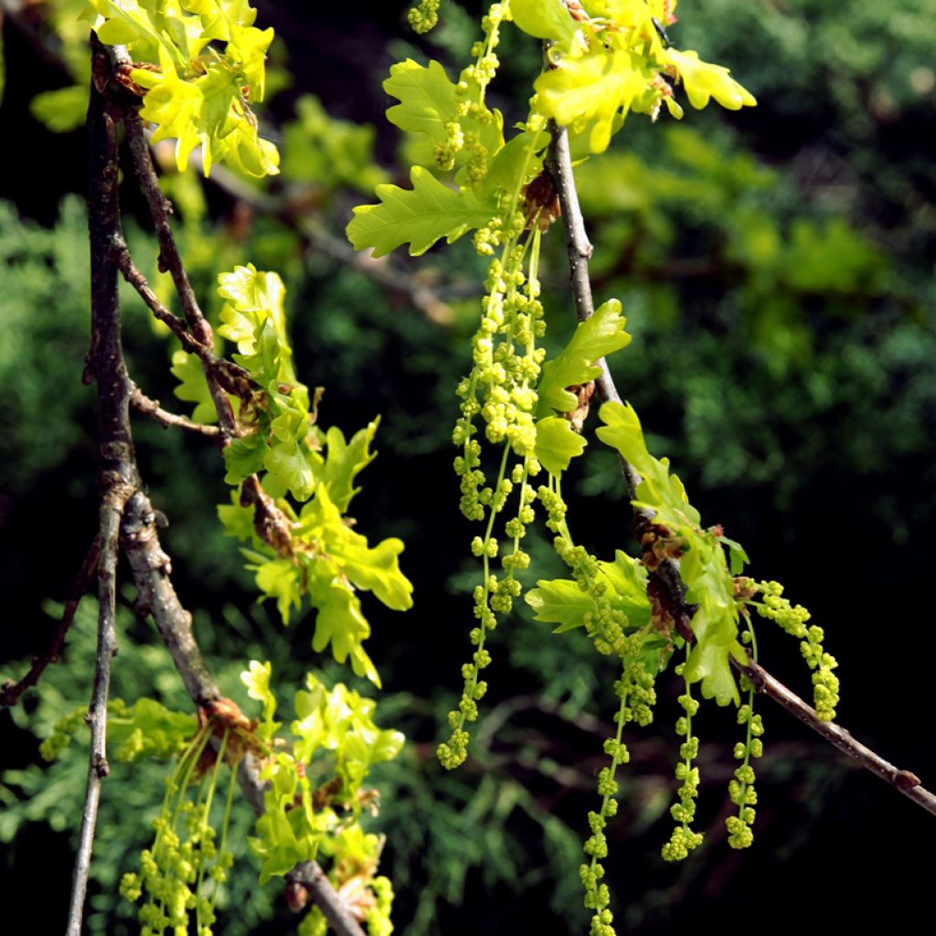 Quercus petraea - Quercia rovere