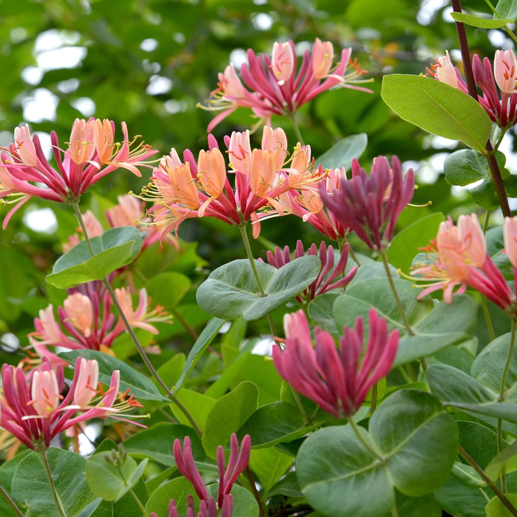 Lonicera heckrottii - Caprifoglio heckrottii