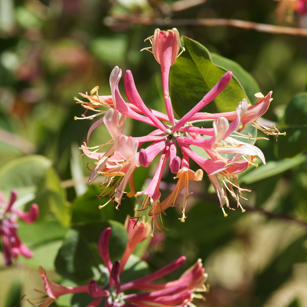 Lonicera heckrottii - Caprifoglio heckrottii