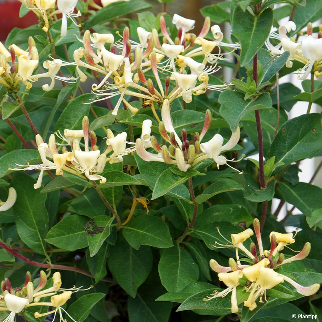 Lonicera Blond & Beyond - Caprifoglio