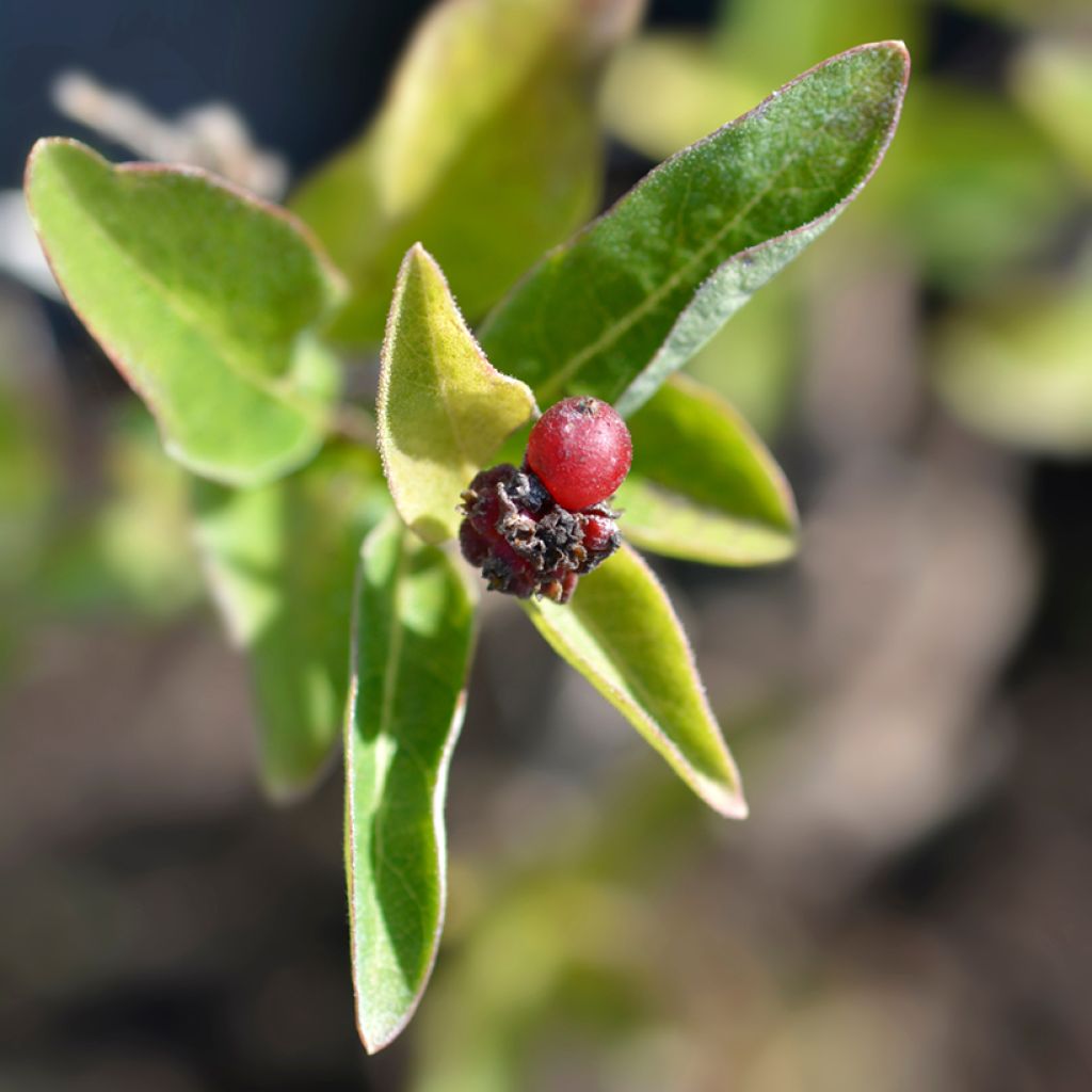 Lonicera Blond & Beyond - Caprifoglio