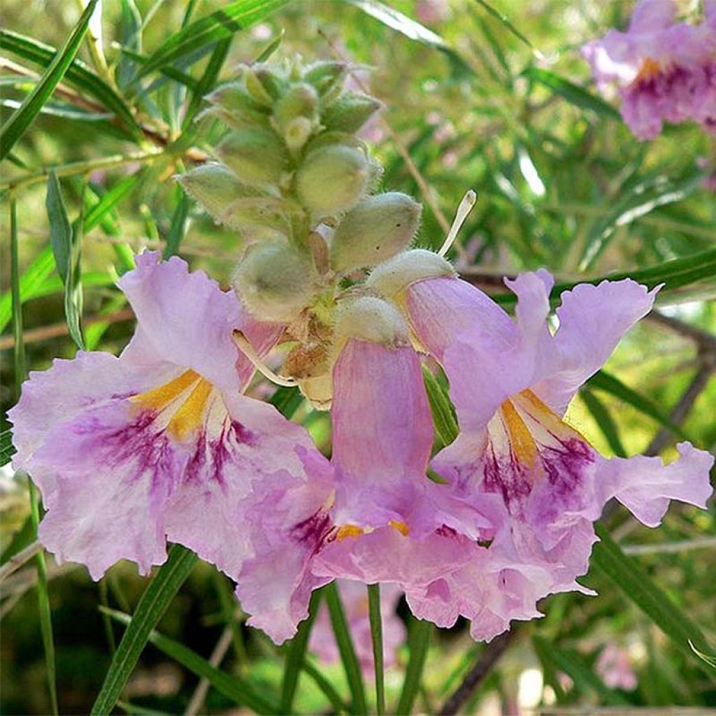 Chilopsis linearis - Salice del deserto