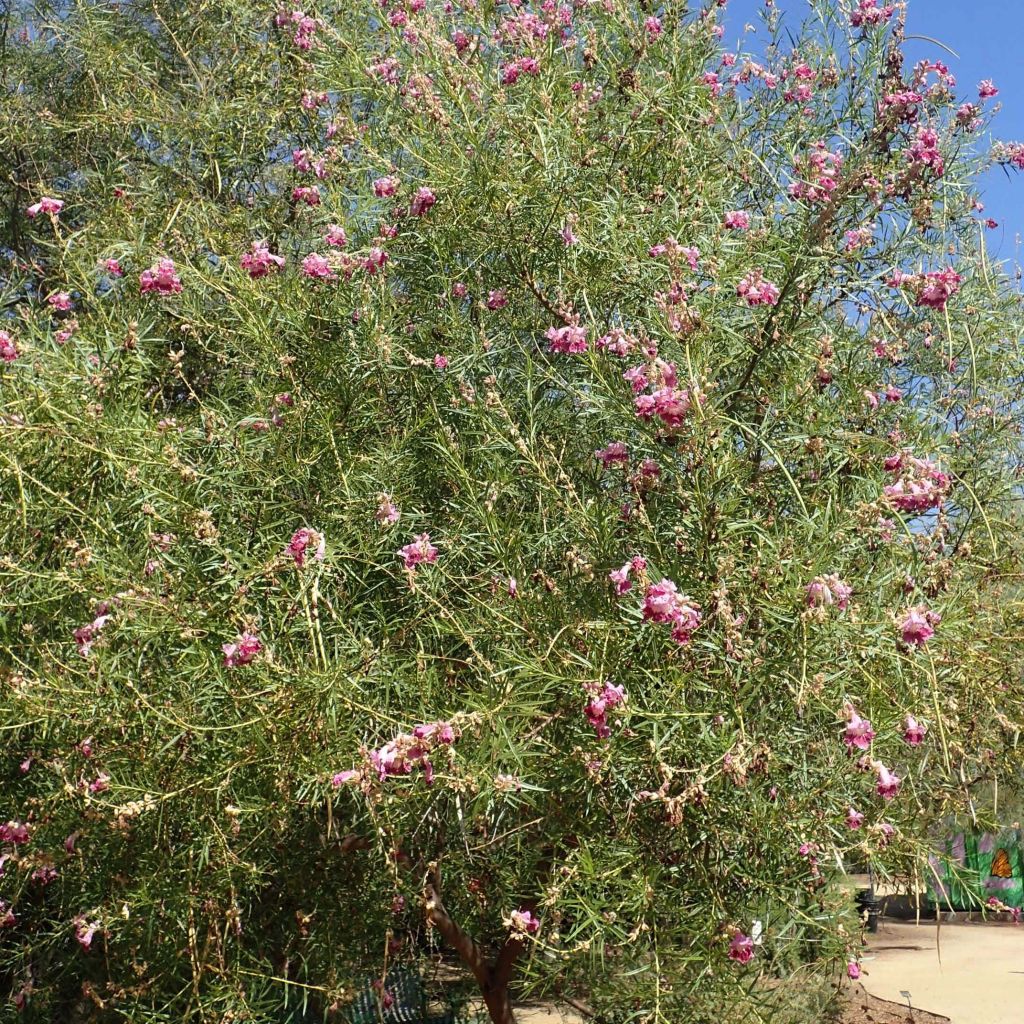 Chilopsis linearis - Salice del deserto