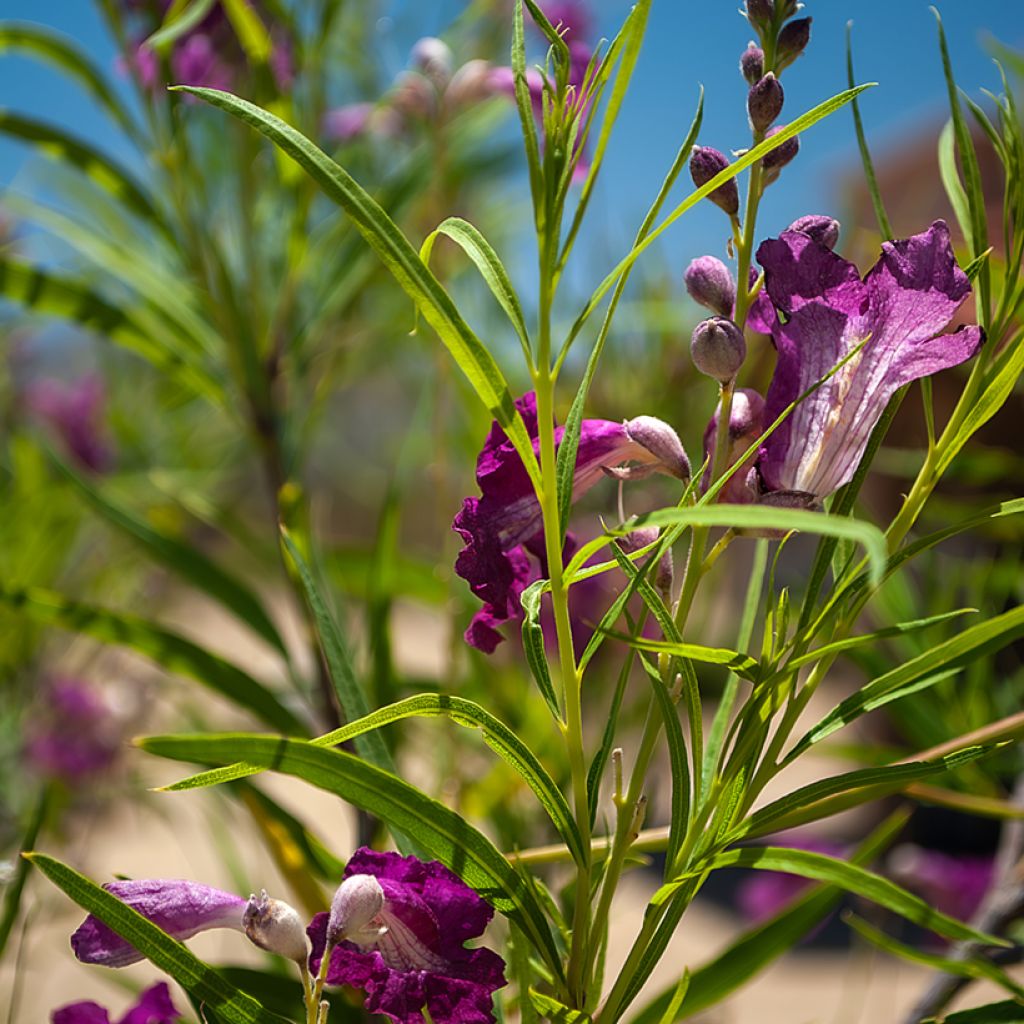 Chilopsis linearis Burgundy - Salice del deserto