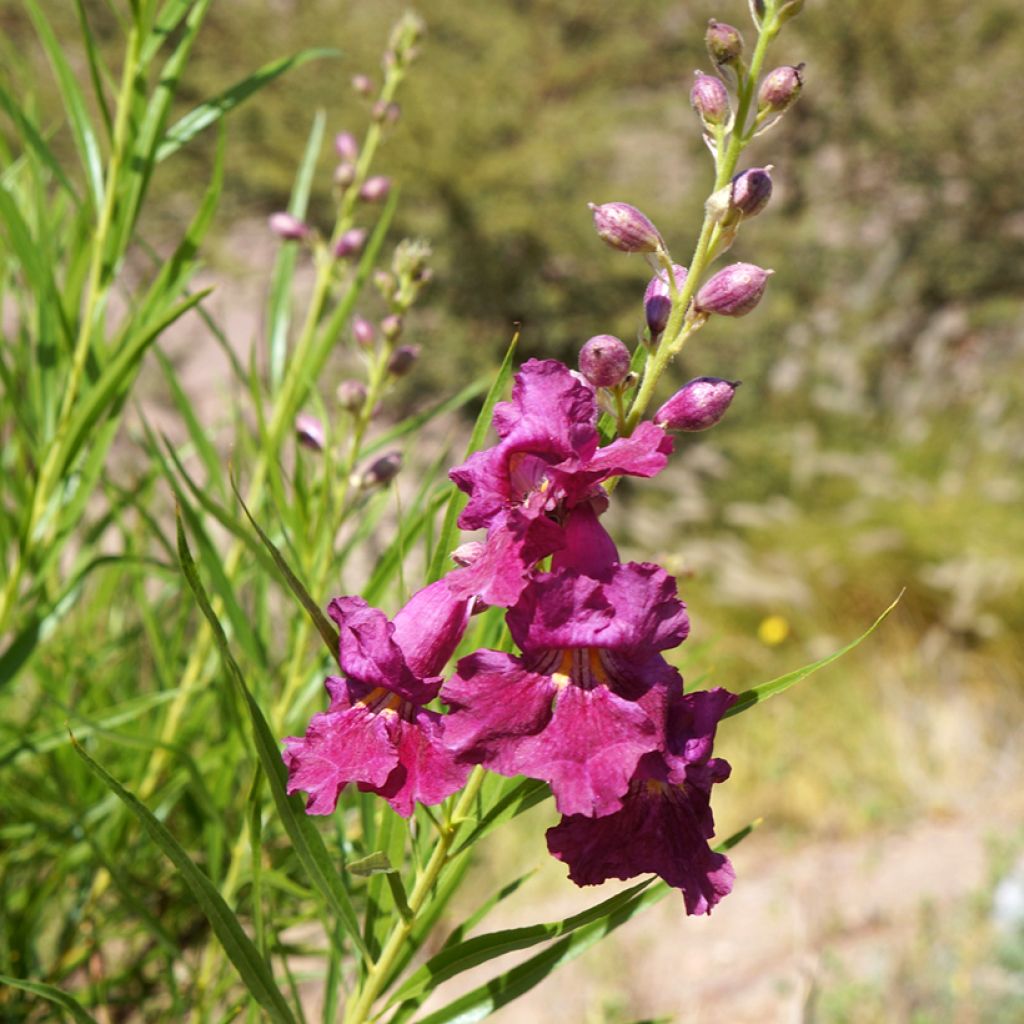 Chilopsis linearis Burgundy - Salice del deserto