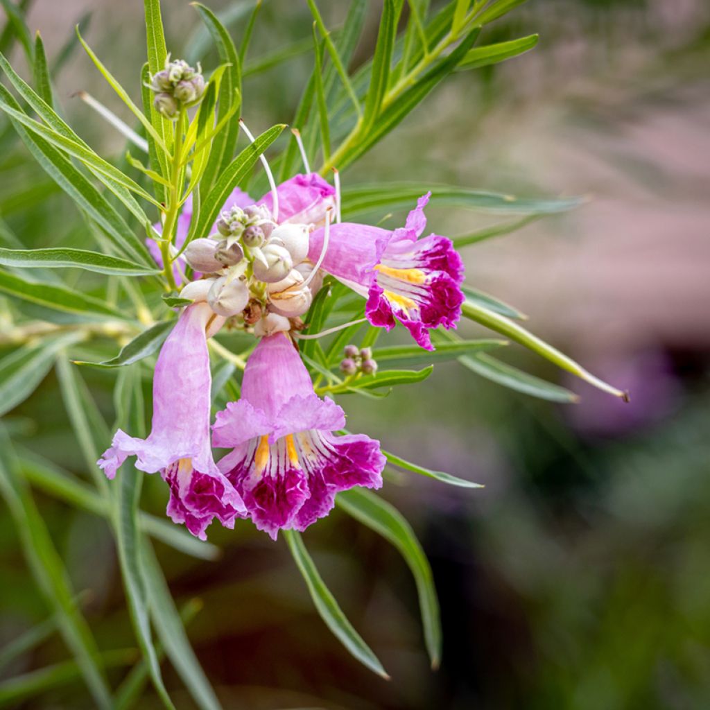 Chilopsis linearis - Salice del deserto