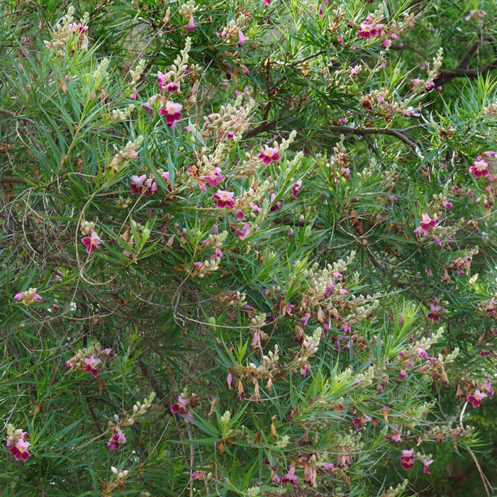 Chilopsis linearis - Salice del deserto