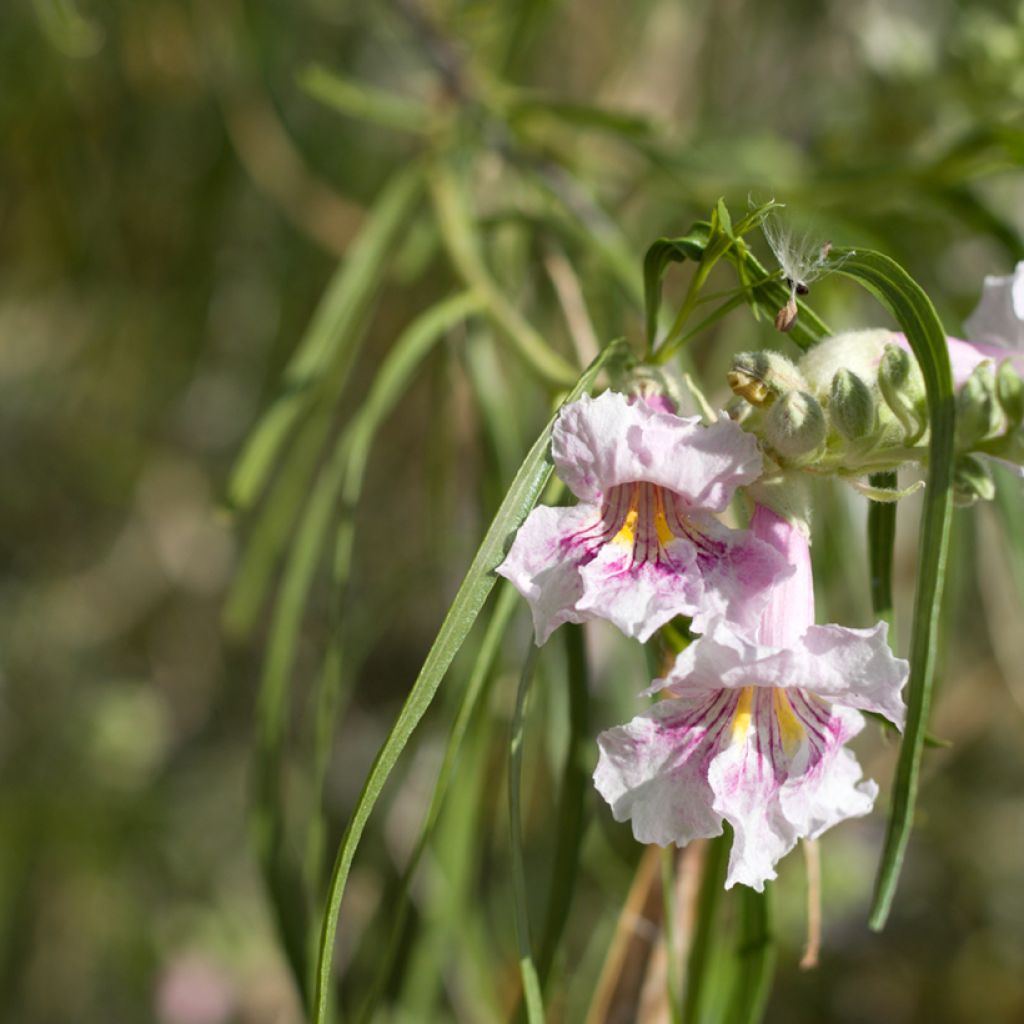 Chilopsis linearis - Salice del deserto