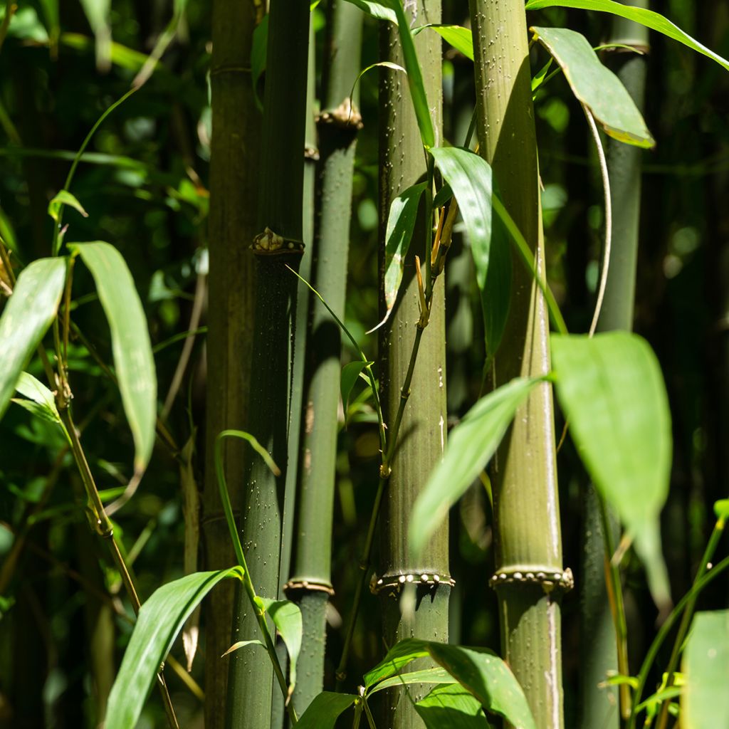 Chimonobambusa quadrangularis - Bambù