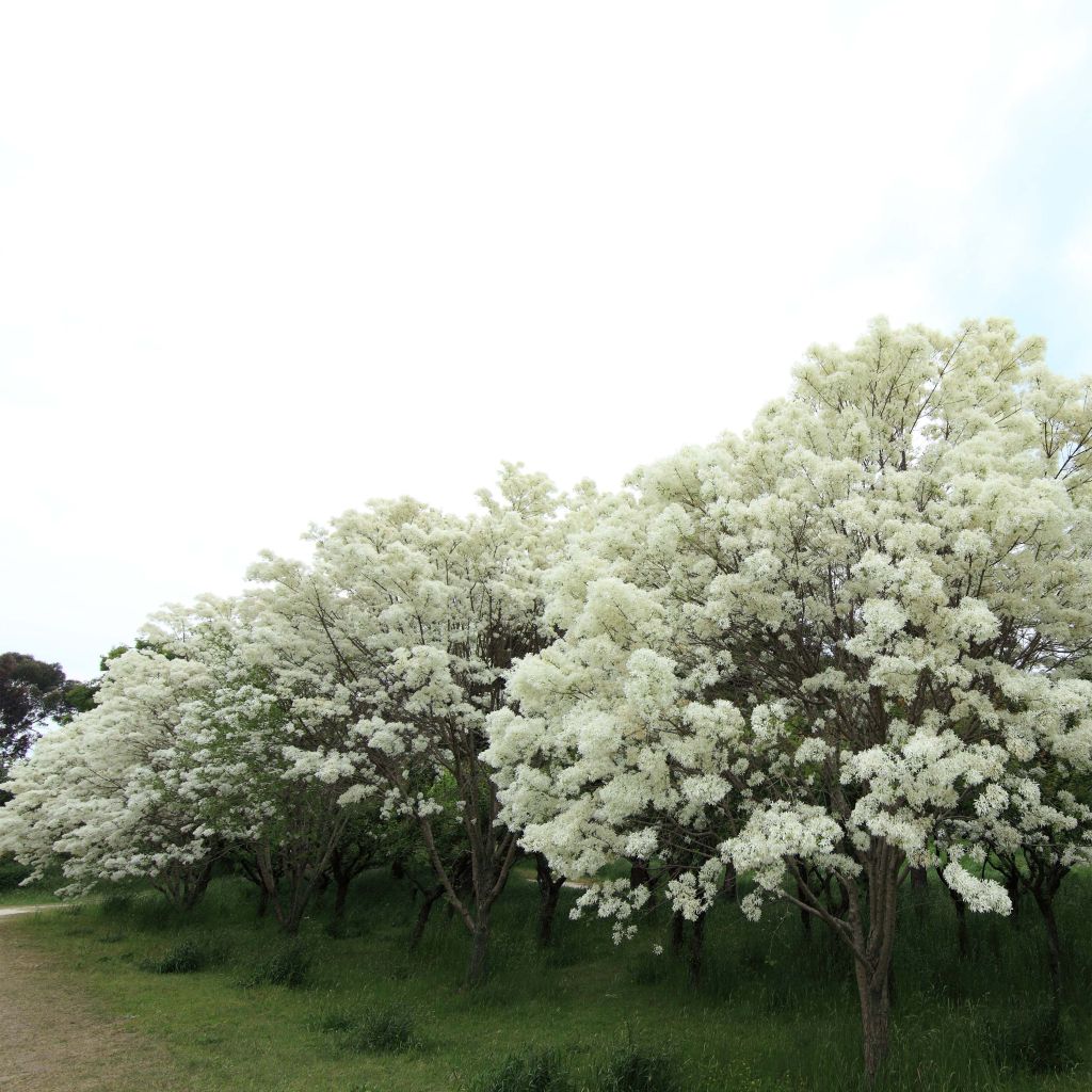 Chionanthus retusus - Arbre de neige, Arbre aux franges