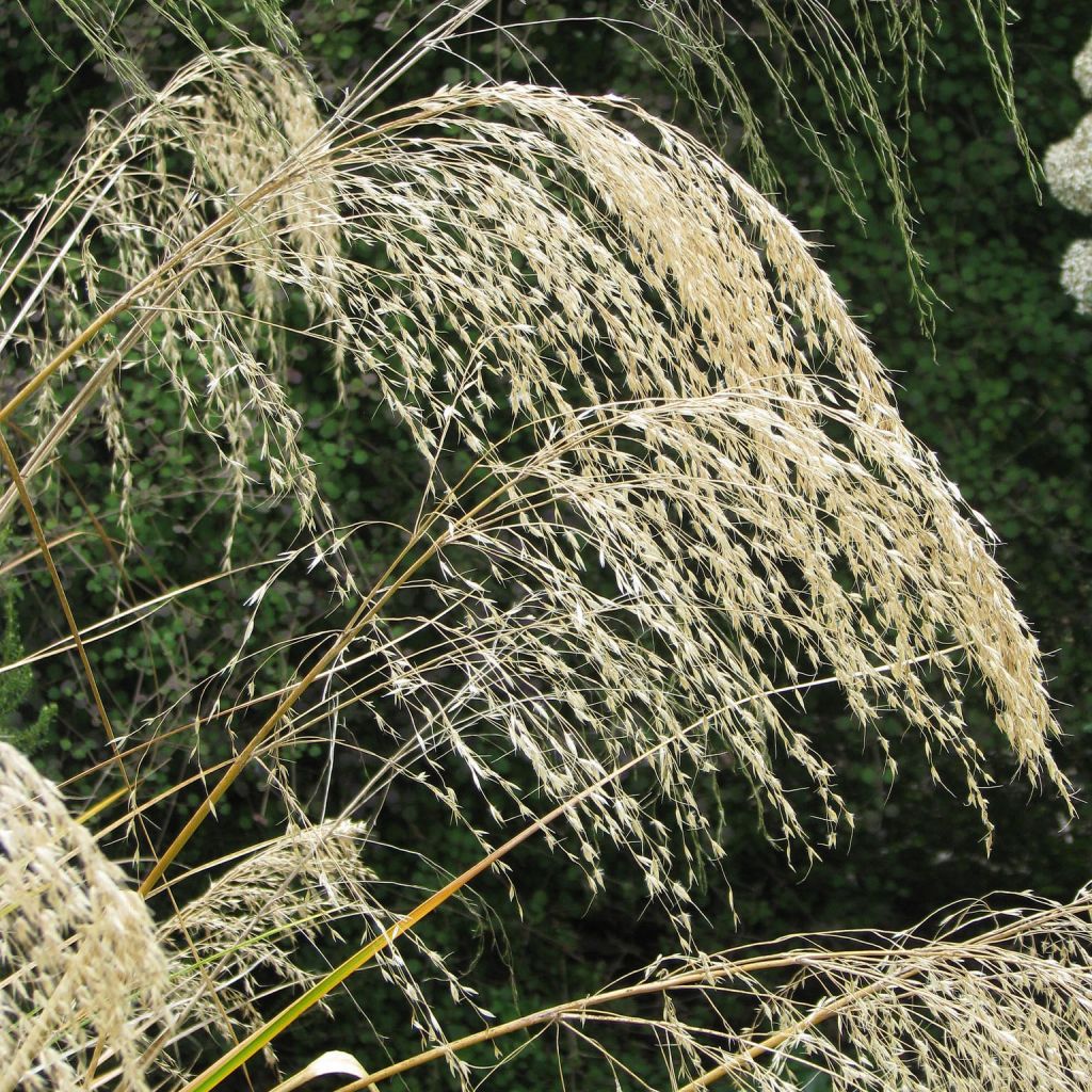 Chionochloa conspicua