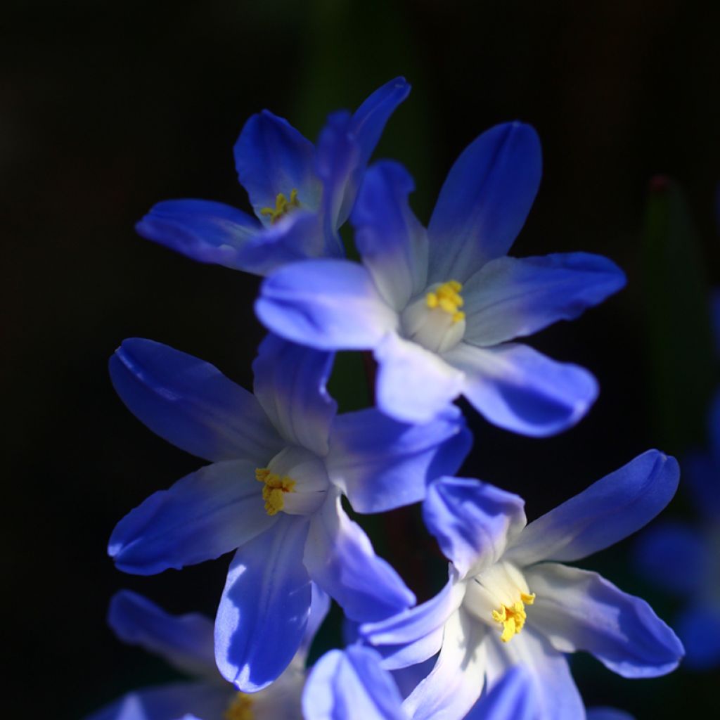 Chionodoxa forbesii Blue Giant