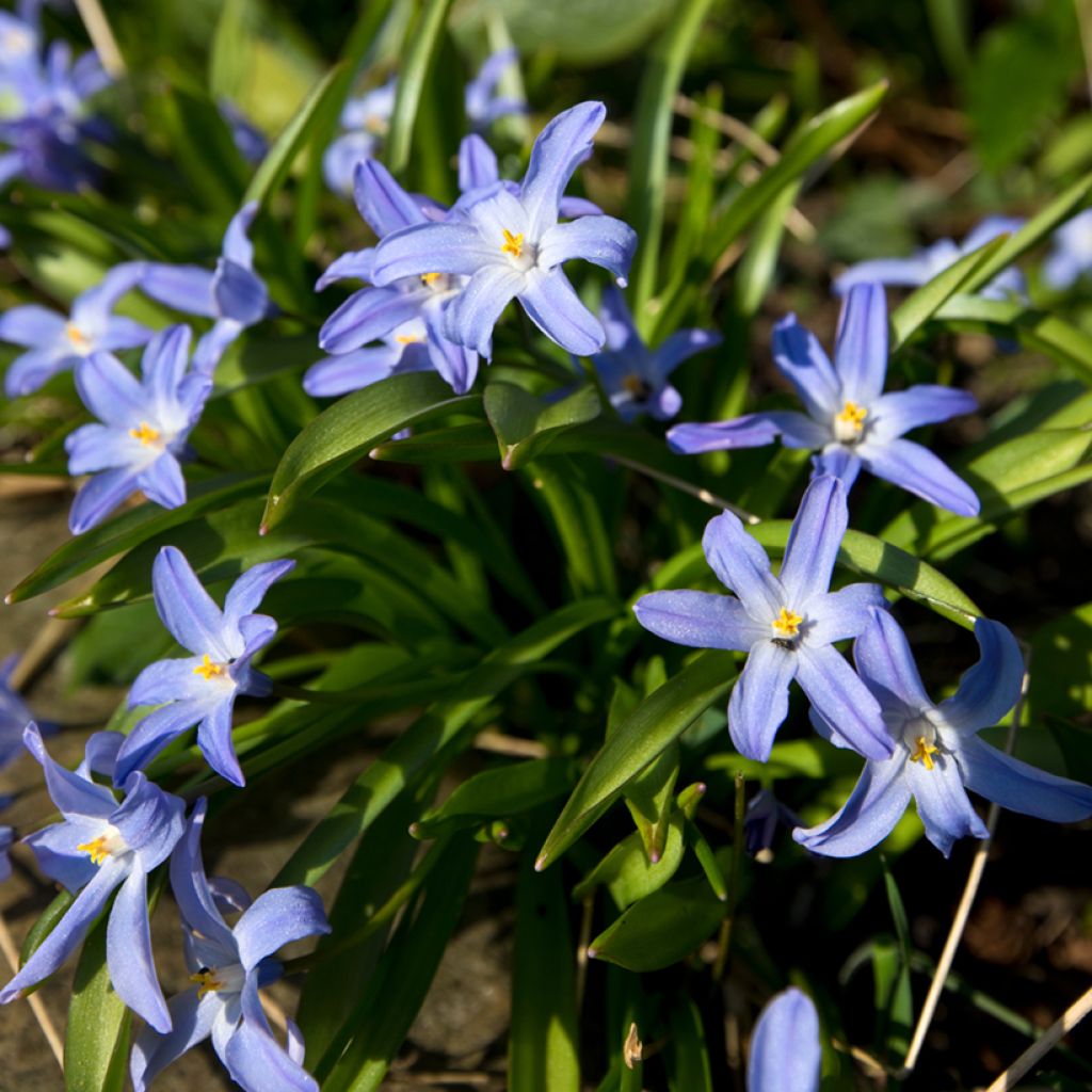 Chionodoxa forbesii - Gloire des Neiges