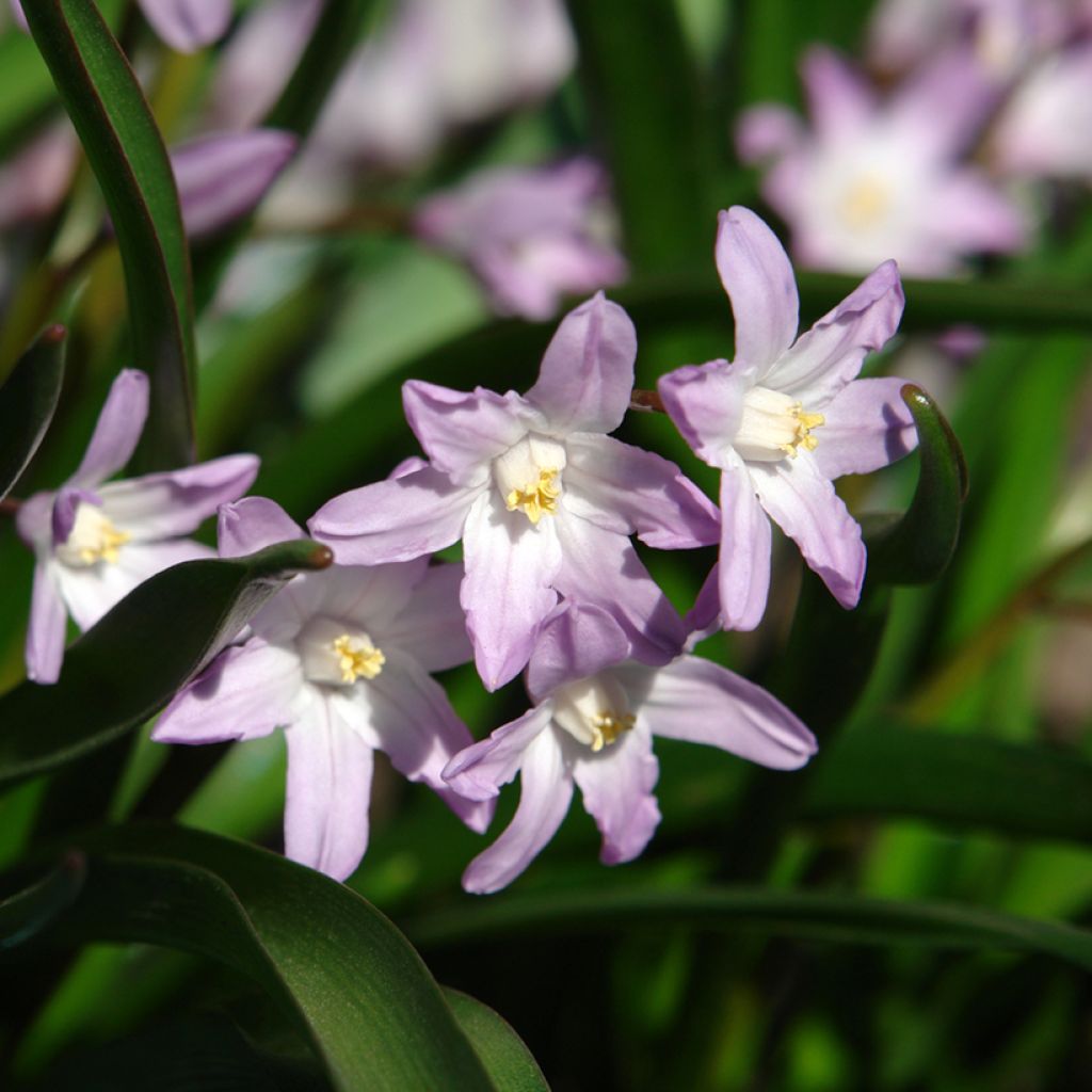 Chionodoxa forbesii Pink Giant