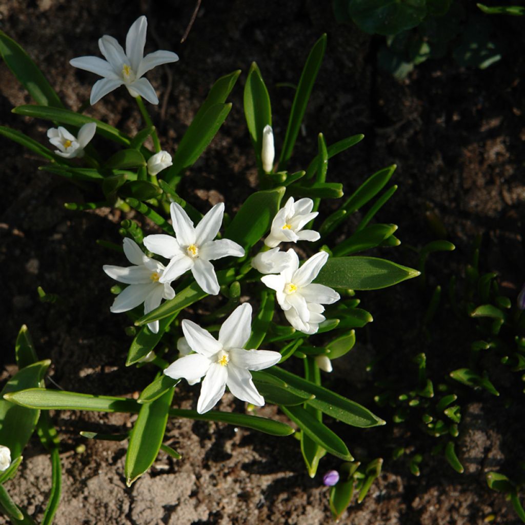 Chionodoxa luciliae Alba