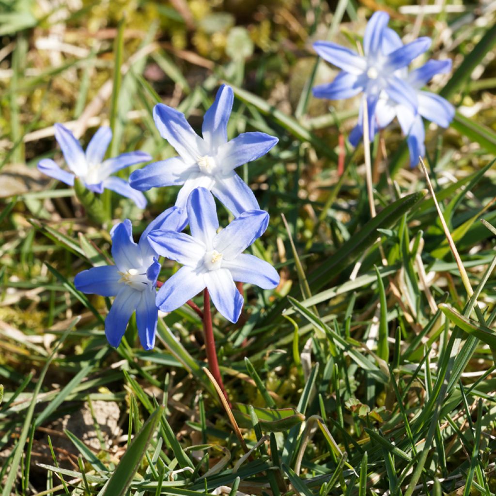 Chionodoxa sardensis - Gloire des neiges