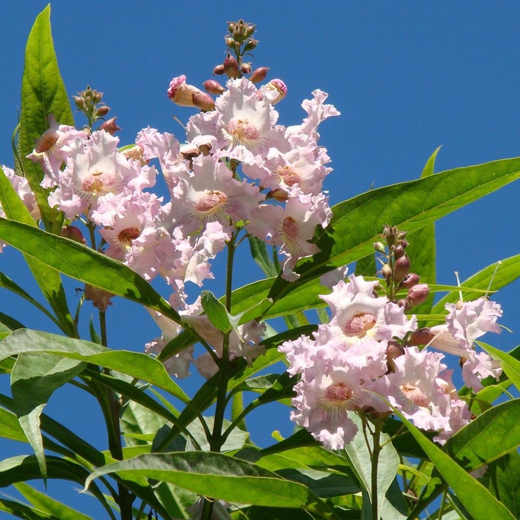 Chitalpa de Taschkent - Chitalpa tashkentensis Summer Bells Minsum