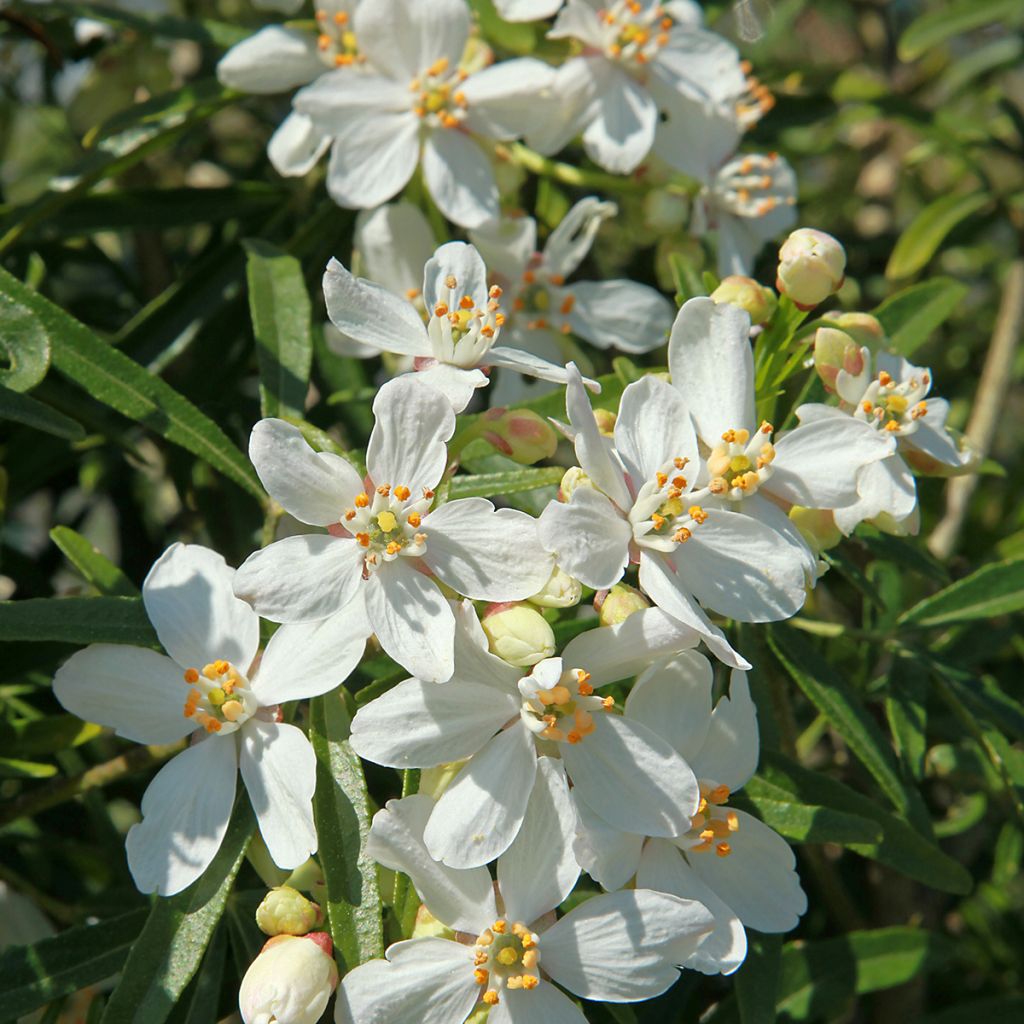 Choisya White Dazzler - Arancio messicano