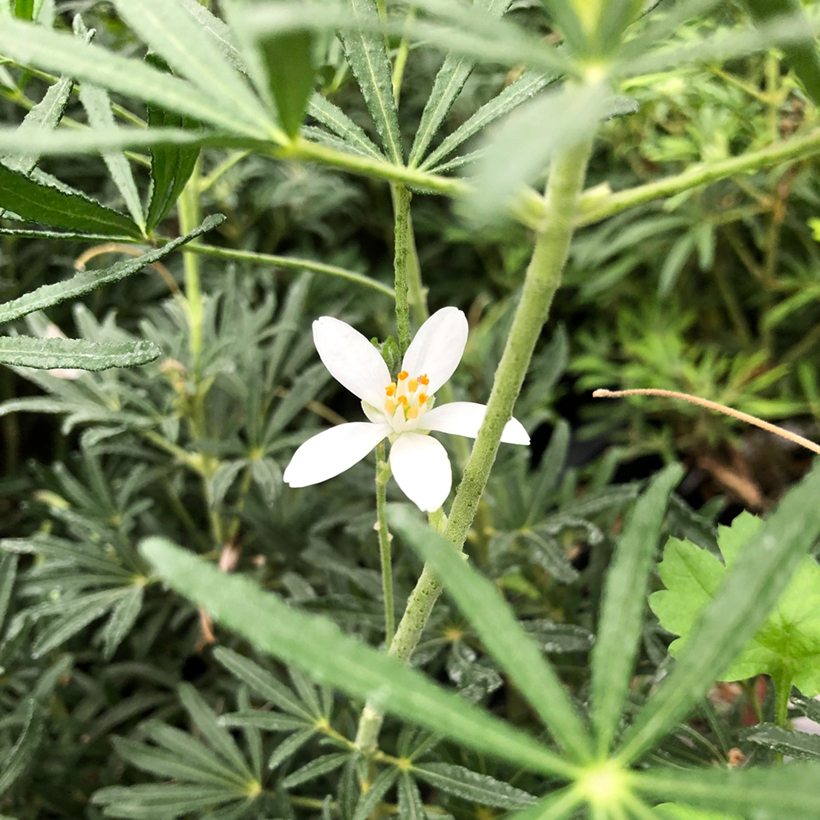 Choisya White Dazzler - Oranger du Mexique nain