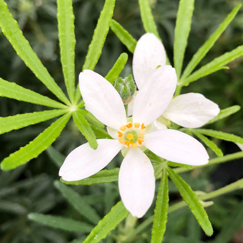 Choisya White Dazzler - Oranger du Mexique nain