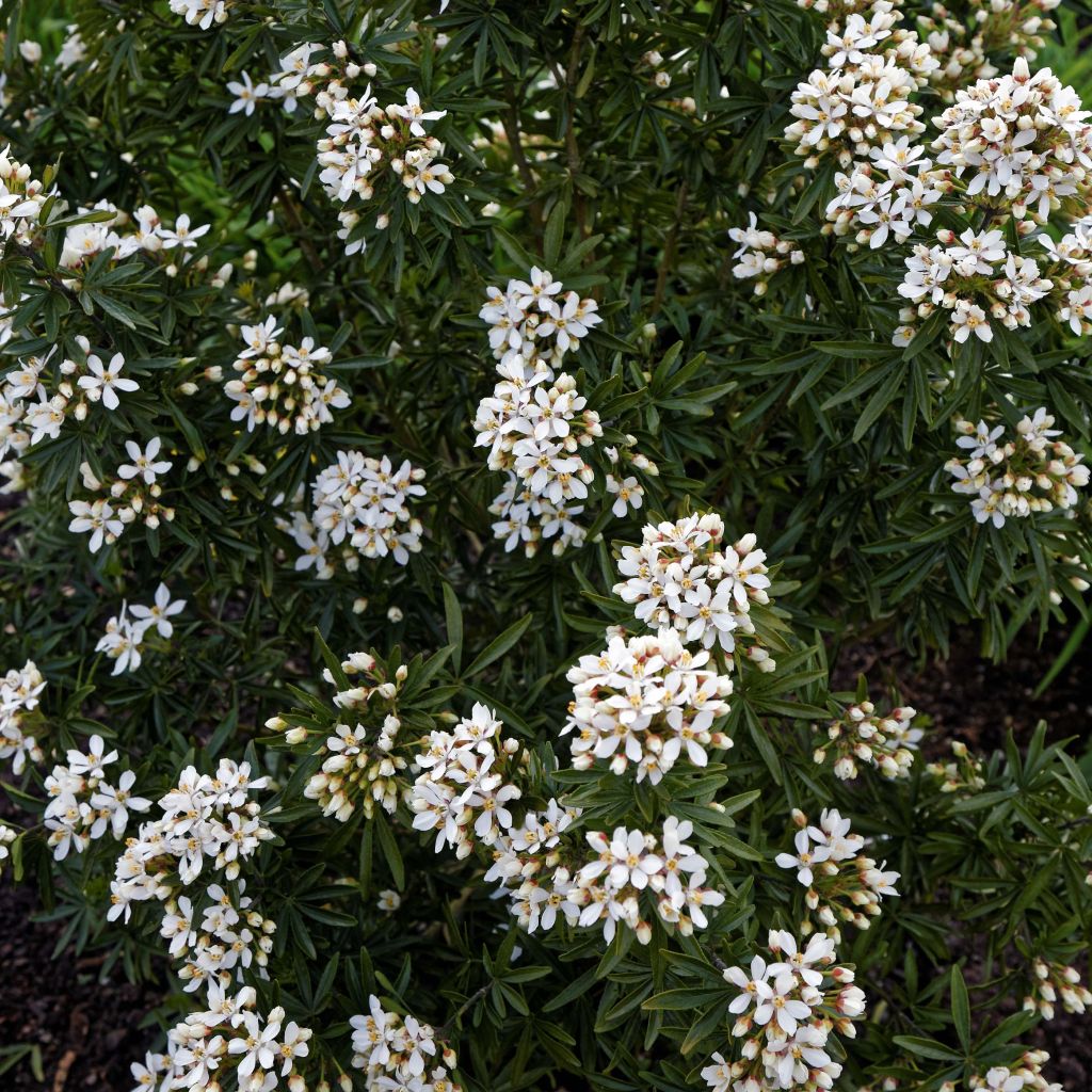 Choisya ternata Snow Flurries - Arancio messicano