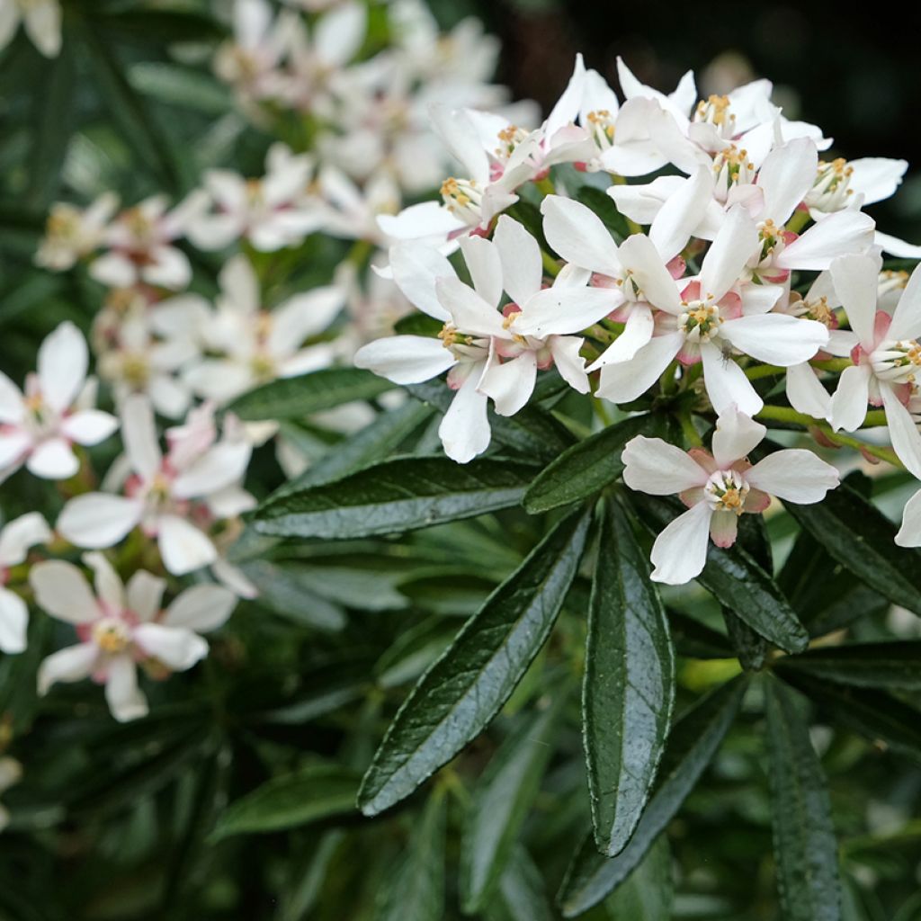 Choisya ternata Snow Flurries - Arancio messicano