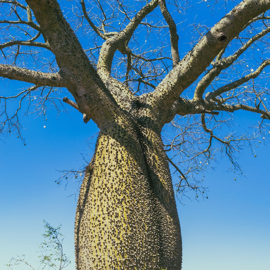 Ceiba speciosa