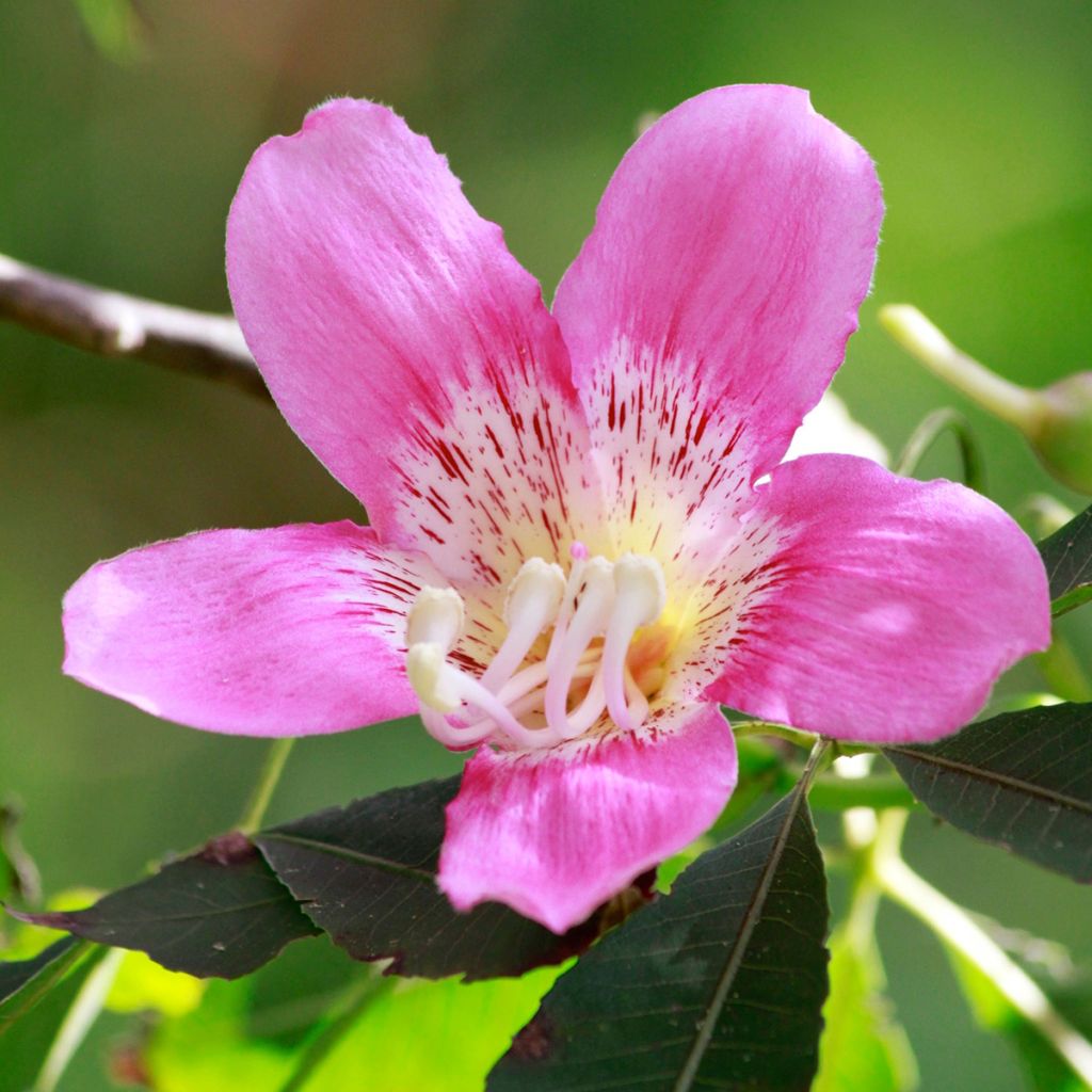 Ceiba speciosa