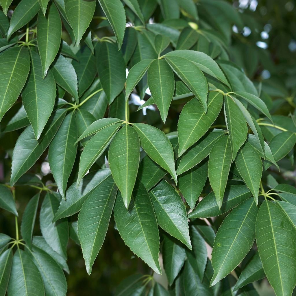 Ceiba speciosa