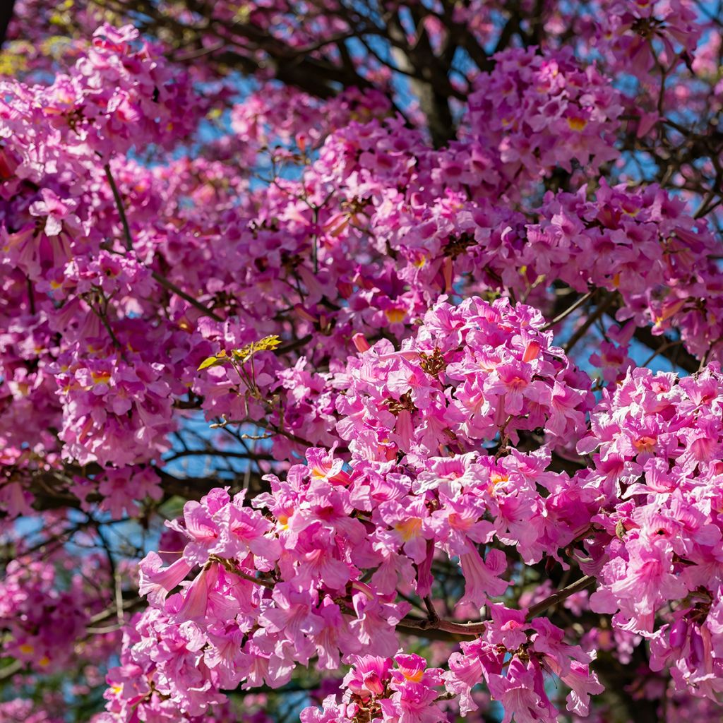 Ceiba speciosa