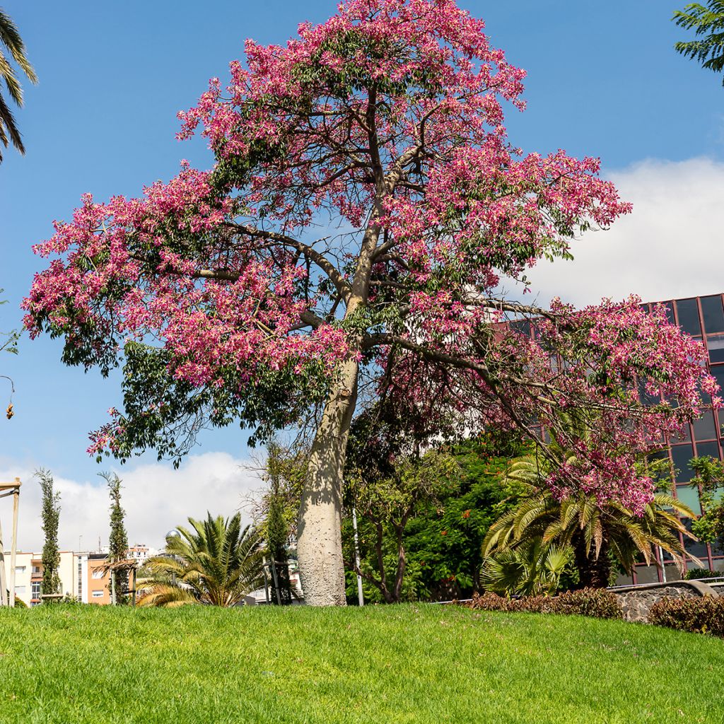 Ceiba speciosa