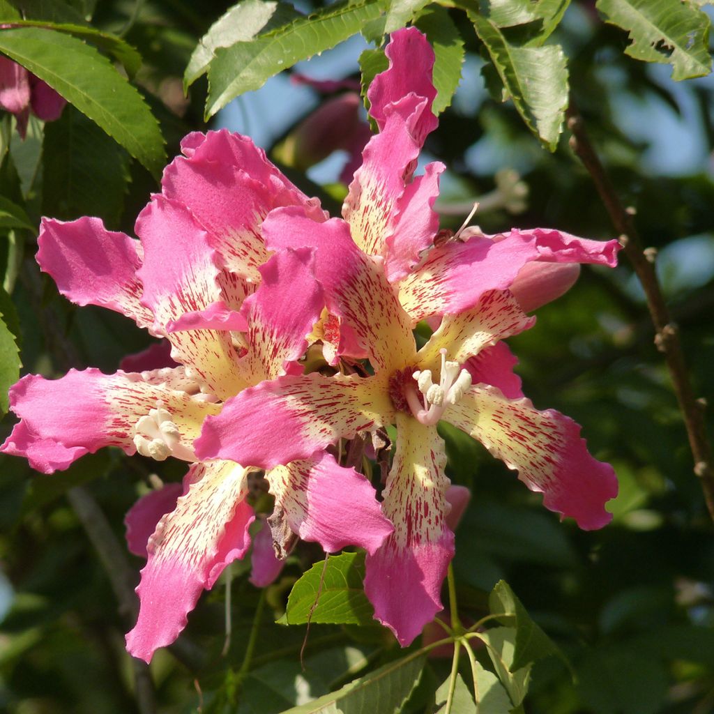 Ceiba speciosa