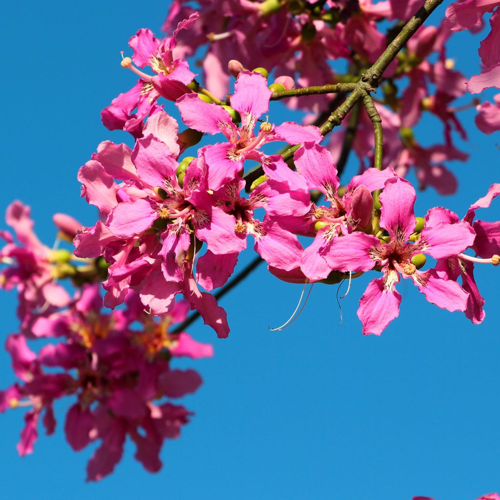 Ceiba speciosa