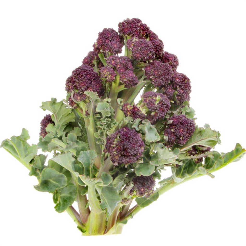 Cavolo broccolo Early Purple Sprouting Bio