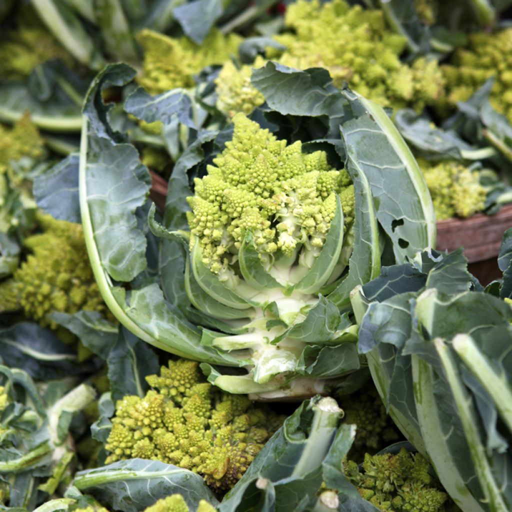 Cavolfiore Romanesco