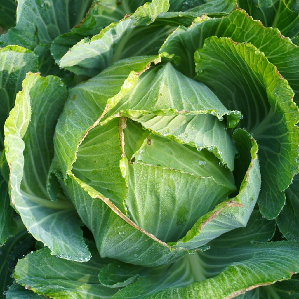 Cavolo cappuccio de Langedijker bewaar - Langedijk