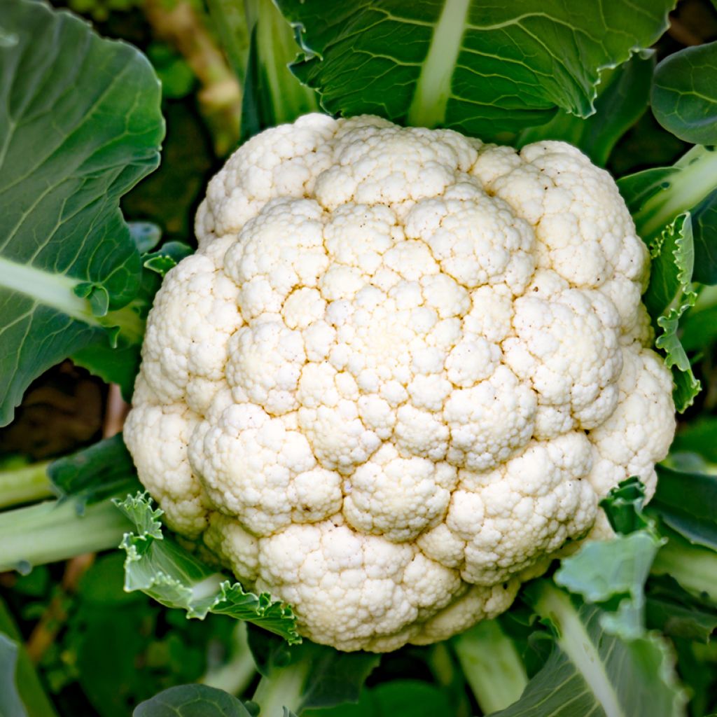 Cavolfiore Early Snowball - Boule de Neige