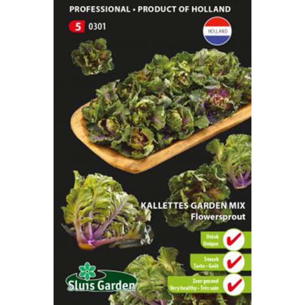 Cavolo Kalette Flower Sprout - Kalettes Garden Mix