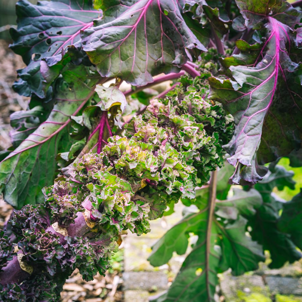 Cavolo Kalette Flower Sprout - Kalettes Garden Mix