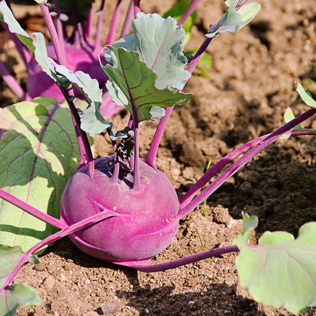 Cavolo rapa Blaro Violet