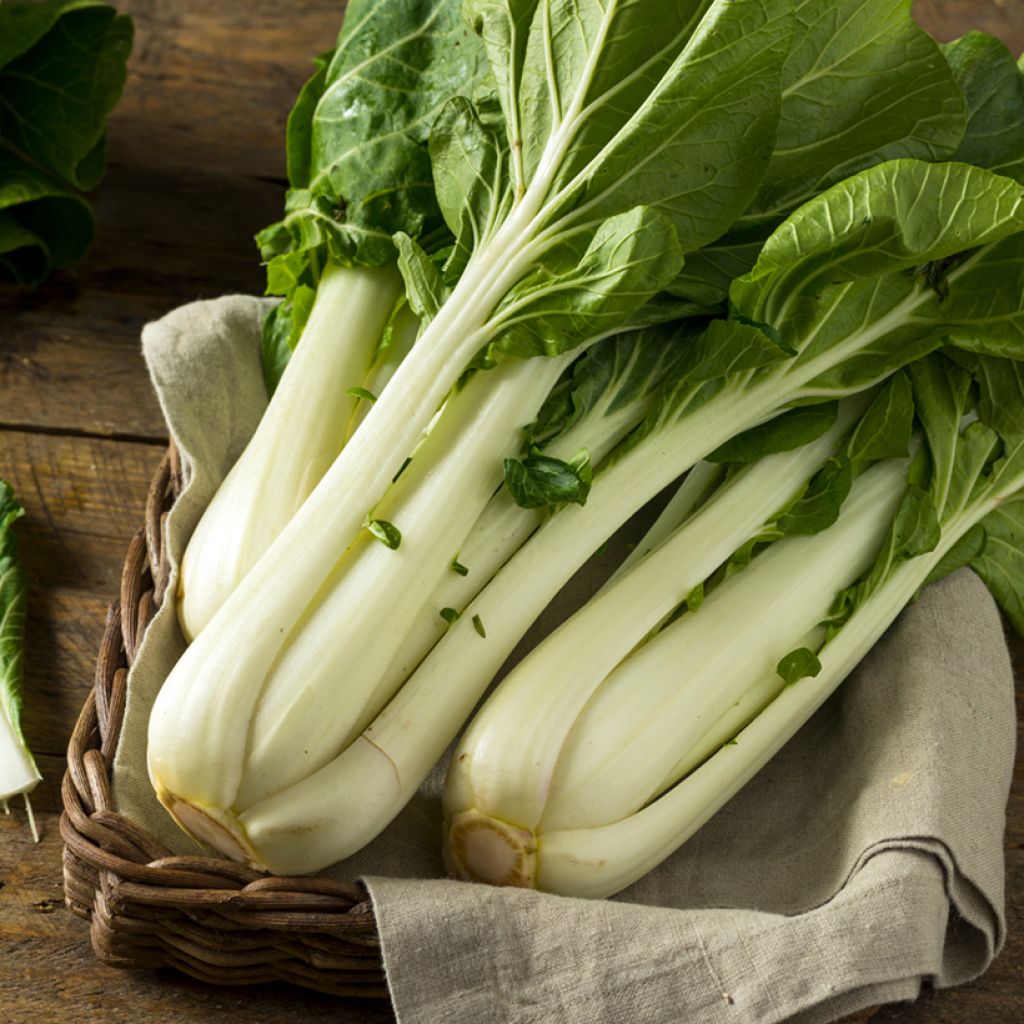 Cavolo cinese de Chine "Pak Choi" Taisai