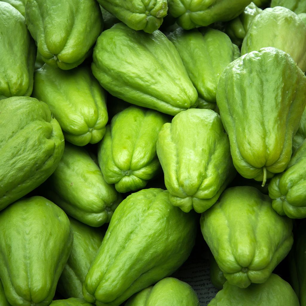 Sechium edule - Chayote