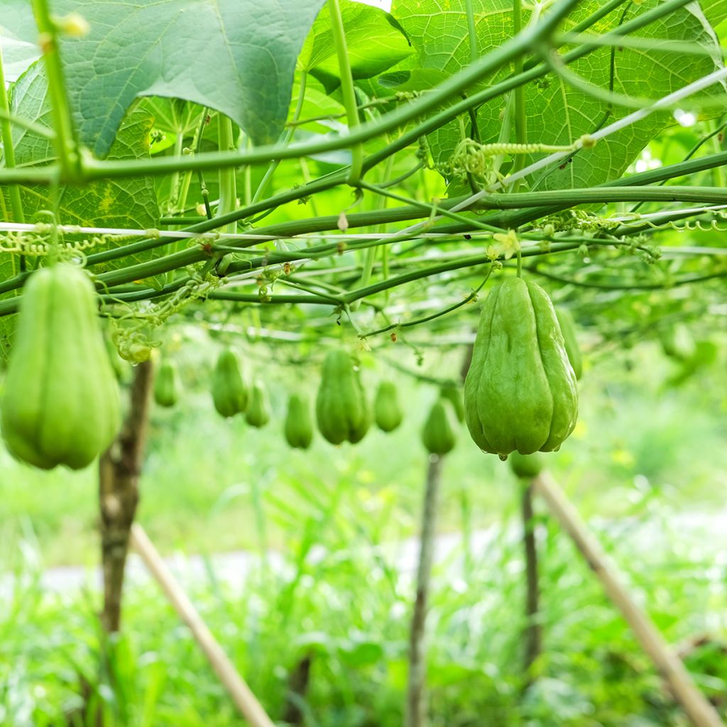 Sechium edule - Chayote