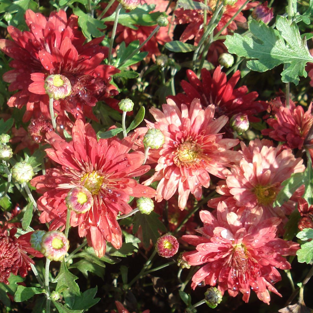 Chrysanthème rubellum Duchess of Edinburgh - Marguerite d'automne