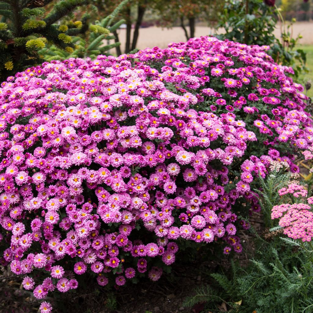 Chrysanthemum Mei Kyo - Crisantemo